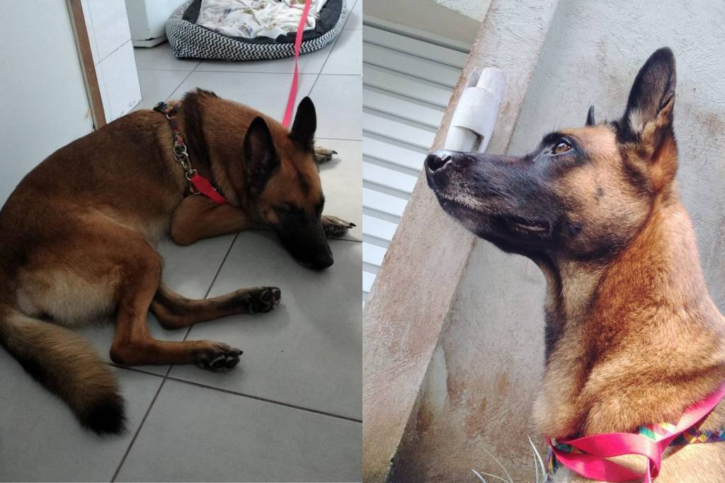 Adoção: cadela usada em assaltos na Zona Sul tem centenas de interessados