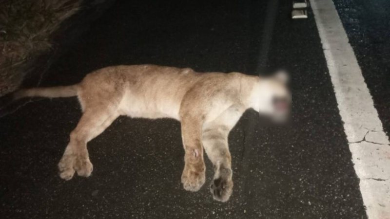 Triste fim: ameaçada de extinção, onça-parda é atropelada em rodovia