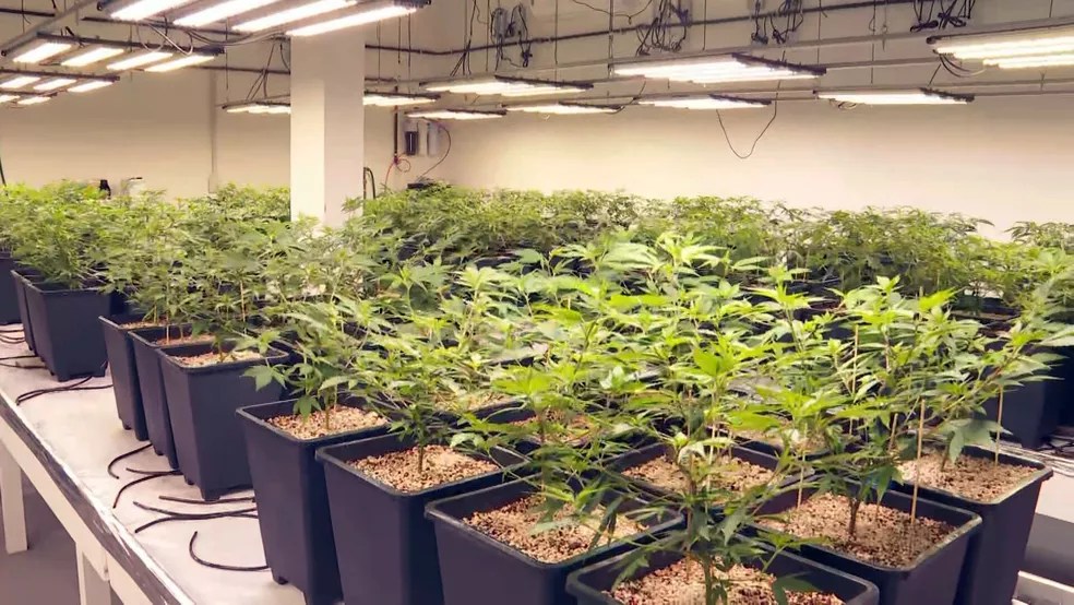 Polícia Civil encontra plantação com 200 pés de skank na Zona Norte