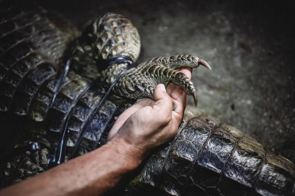 Animais silvestres estão à solta na cidade