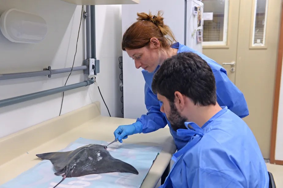 Altos índices de contaminação por arsênio são detectados em peixes no Rio