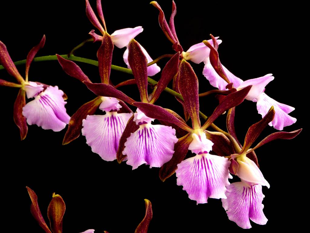 Exposição de orquídeas do Jardim Botânico reunirá mais de 100 espécies