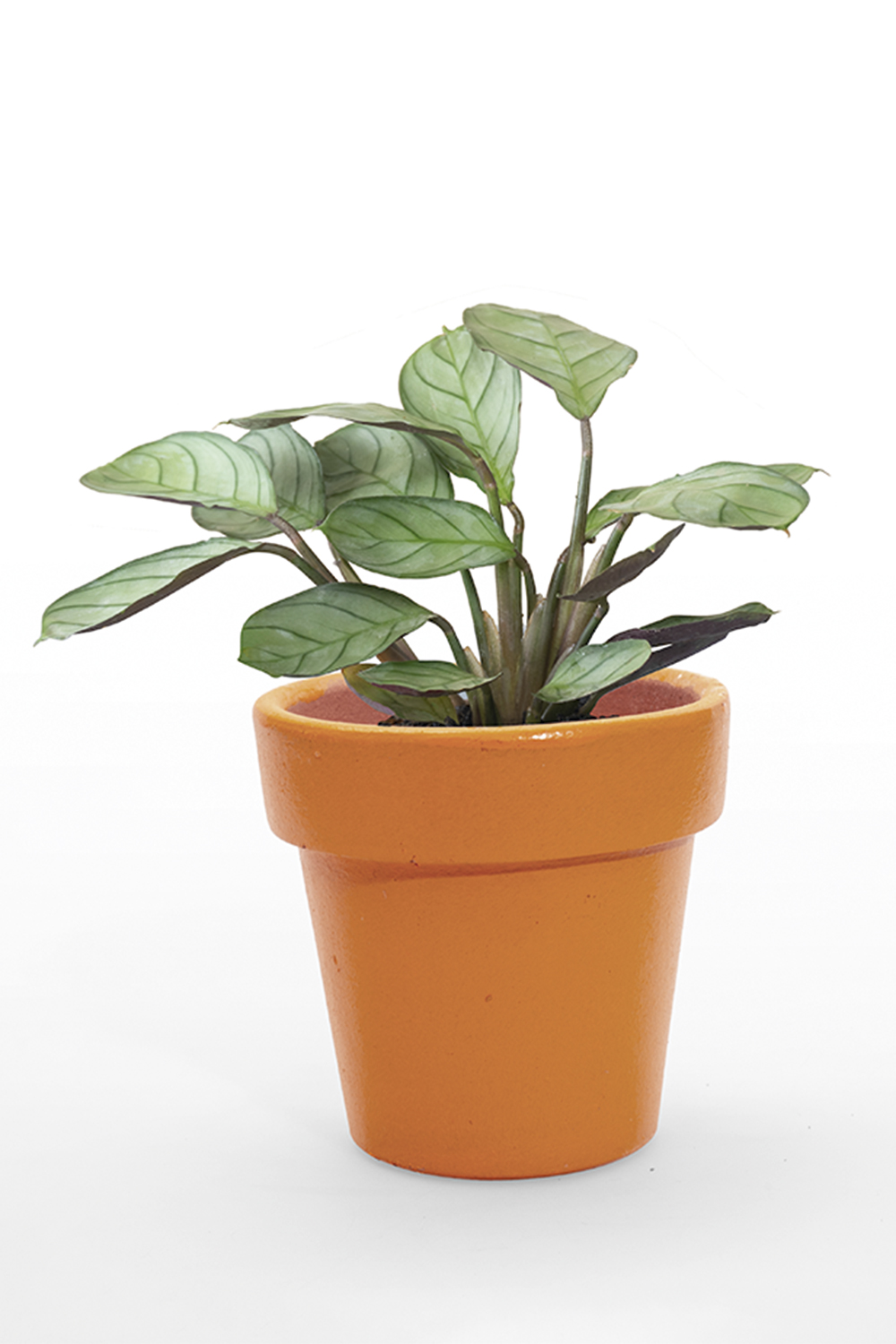 GettyImages-1166436226.jpg Maranta