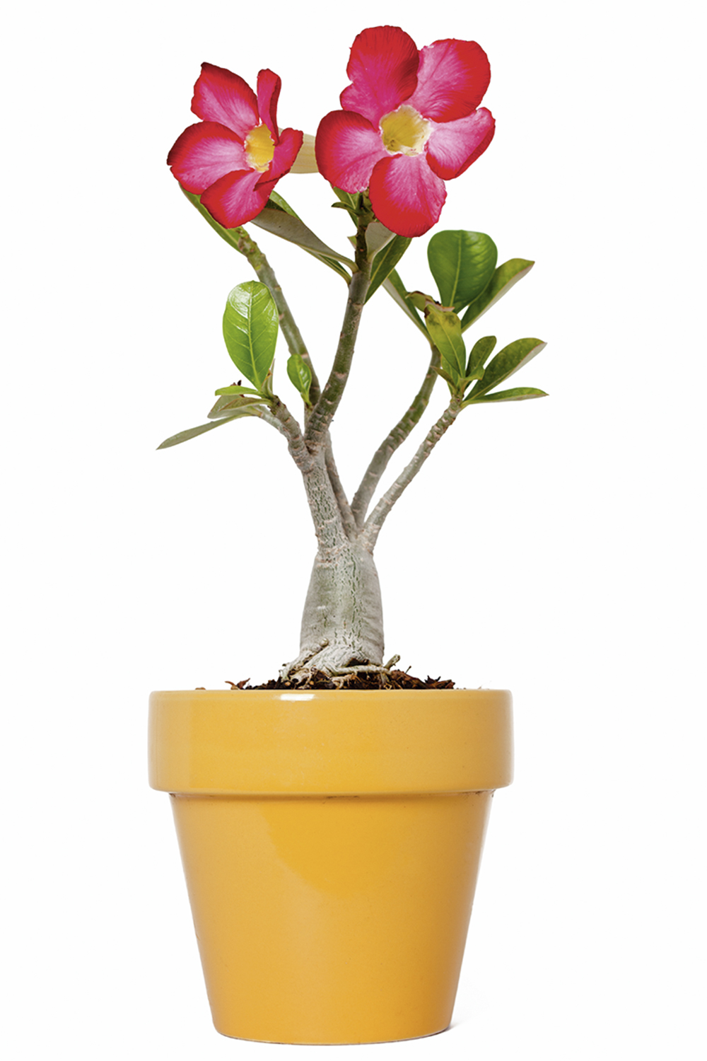 GettyImages-164645276.jpg Rosa do deserto