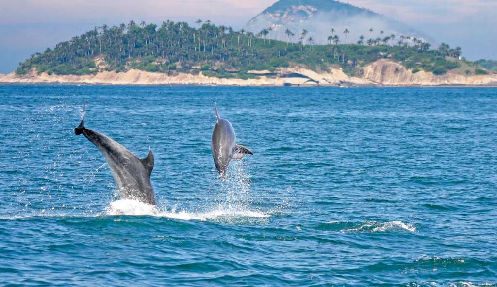 Exposição revela belas imagens da região das Ilhas Cagarras
