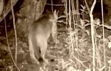 Ilha Grande tem nova moradora, uma onça-parda, flagrada pela primeira vez