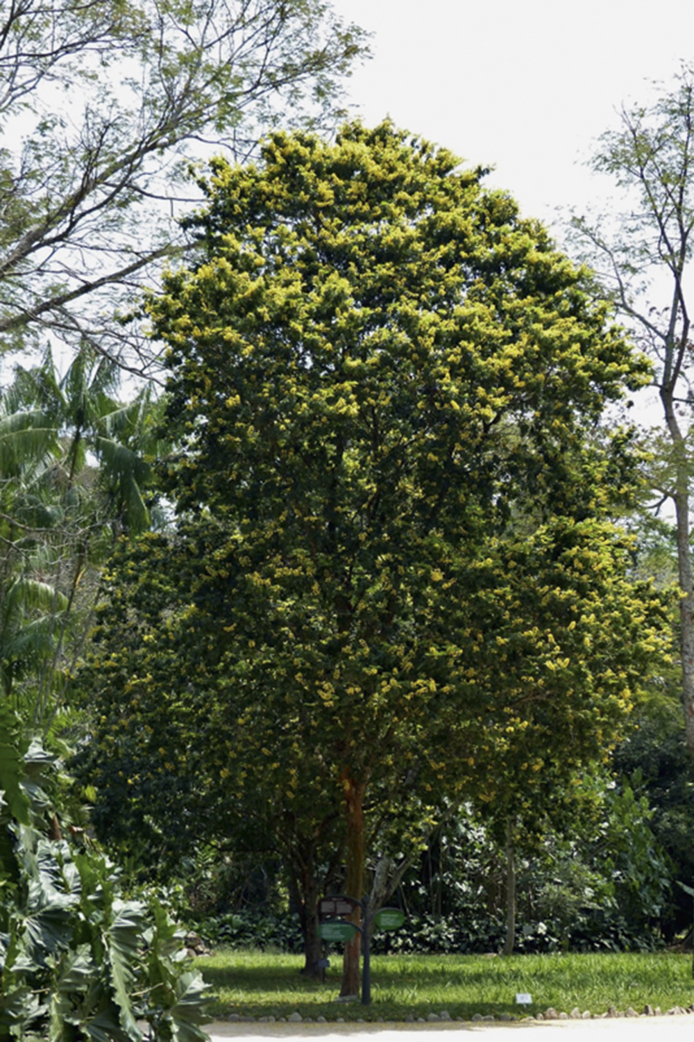 Trilha das Árvores Nobres