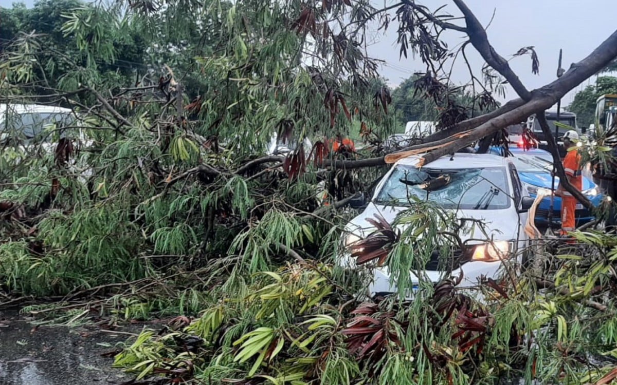 Foto mostra queda de árvora em cima de carro