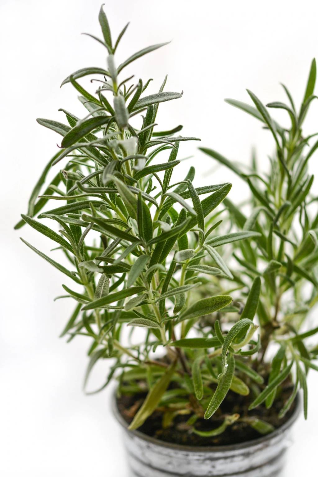 alecrim-plantas-para-horta Plantas da sorte: 7 espécies para trazer dinheiro e prosperidade