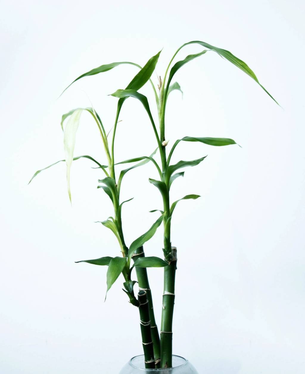 bambu-da-sorte Plantas da sorte: 7 espécies para trazer dinheiro e prosperidade