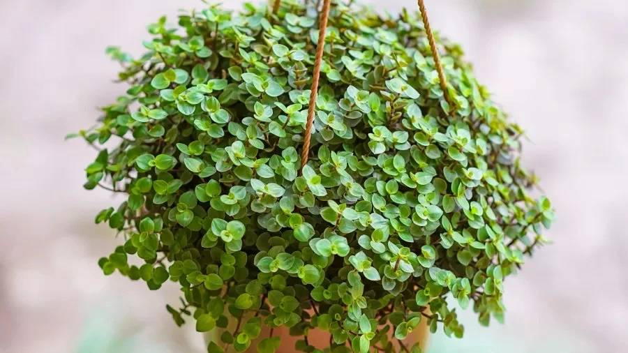 dinheiro-em-penca Plantas da sorte: 7 espécies para trazer dinheiro e prosperidade
