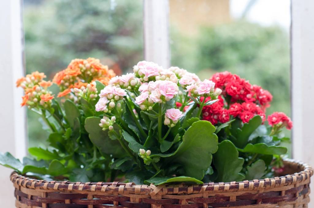 flor-da-fortuna Plantas da sorte: 7 espécies para trazer dinheiro e prosperidade