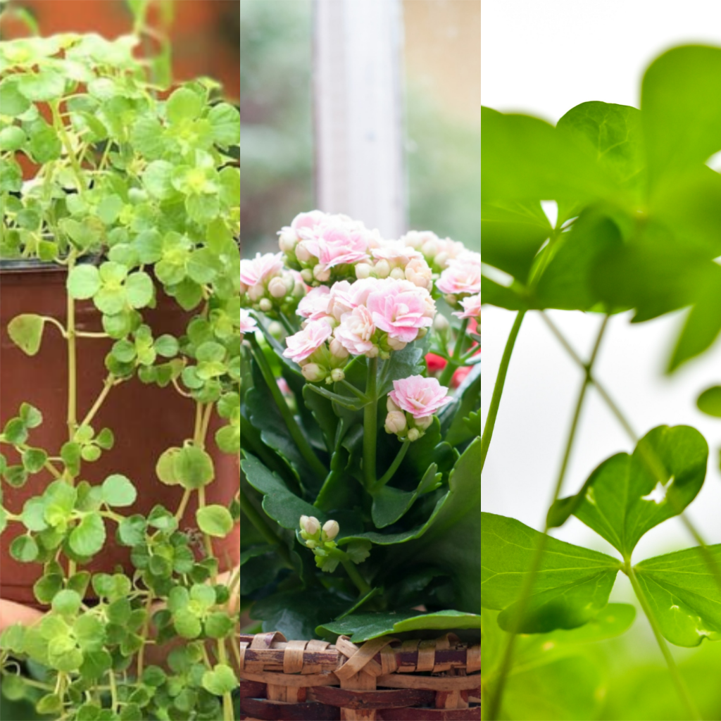 plantas-da-sorte Plantas da sorte: 7 espécies para trazer dinheiro e prosperidade