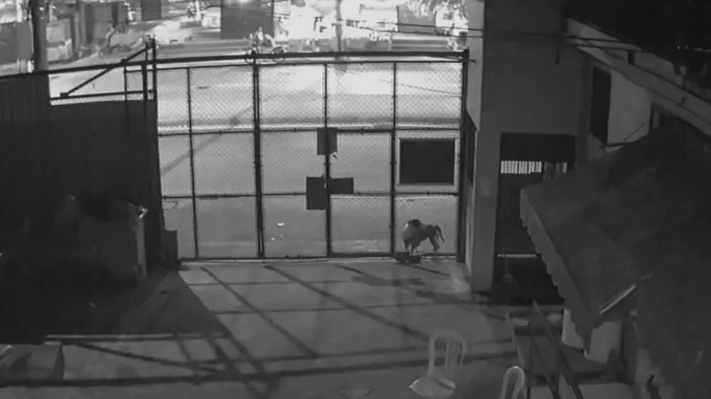 Imagens gravadas na Suipa mostram uma triste rotina: o abandono de animais