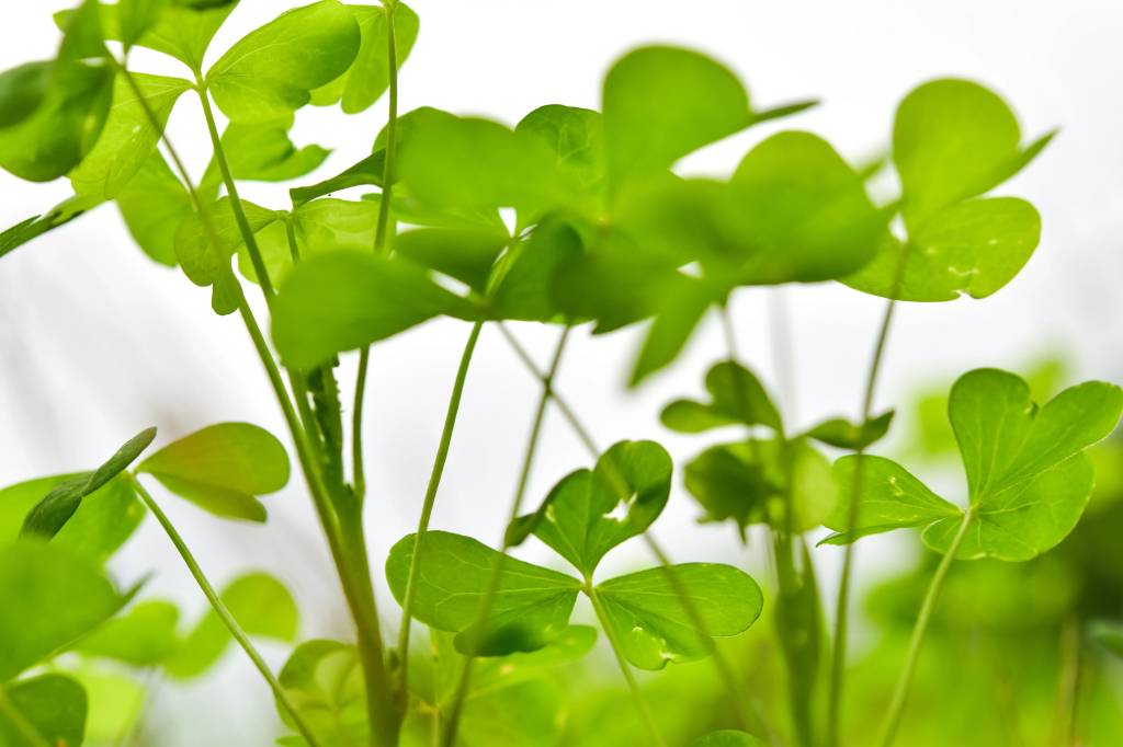 trevo-da-sorte Plantas da sorte: 7 espécies para trazer dinheiro e prosperidade