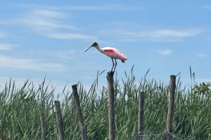 Ave típica de áreas de manguezal, colhereiro tem aparecido com mais frequência nas lagoas da Barra e de Jacarepaguá Divulgação/ Mário Moscatelli