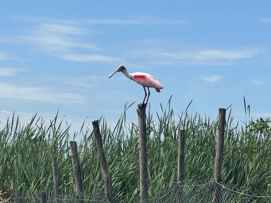Após limpeza, ave colhereiro reaparece nas lagoas da Barra e Jacarepaguá