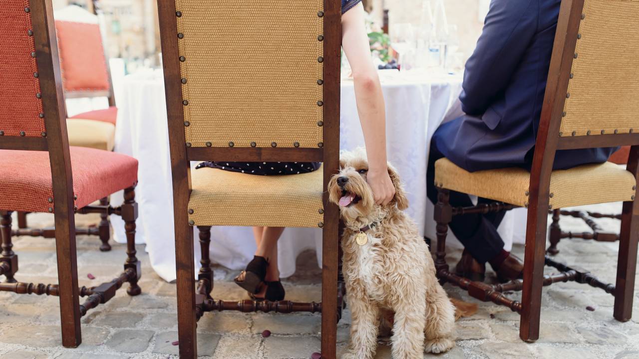 Foto mostra cachorro em restaurante