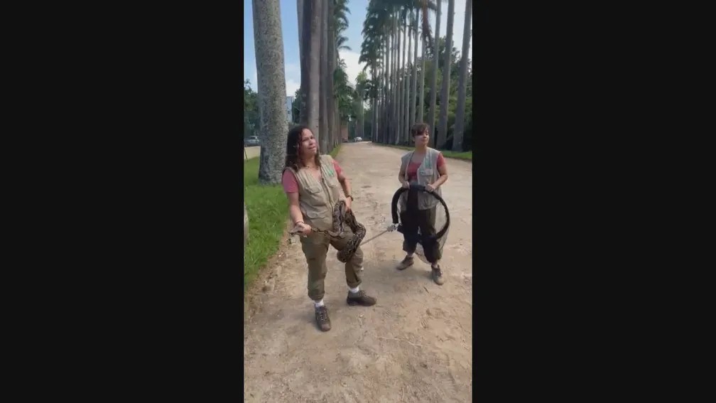 Que susto! Cobra de quase dois metros é capturada no Jardim Botânico