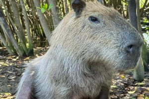 Margarida: capivara estava saudável e foi encontrada morta na Lagoa