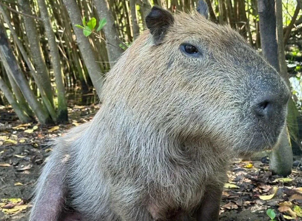 Margarida: capivara estava saudável e foi encontrada morta na Lagoa