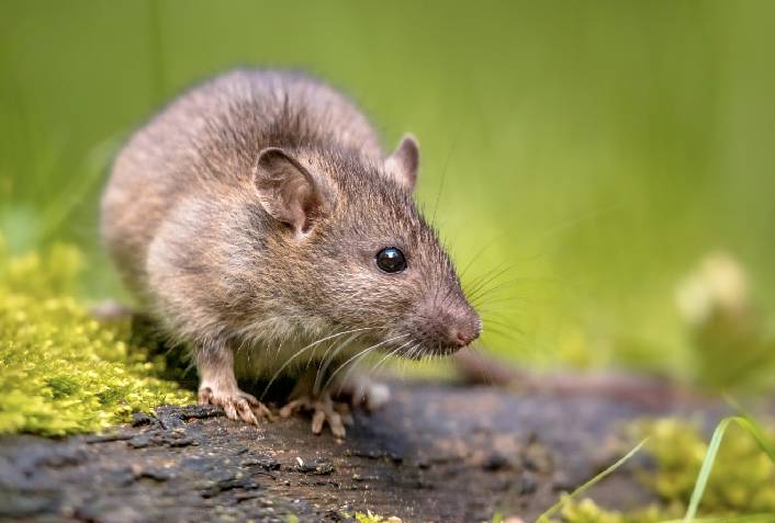 Casos de leptospirose aumentam em 2023 no estado