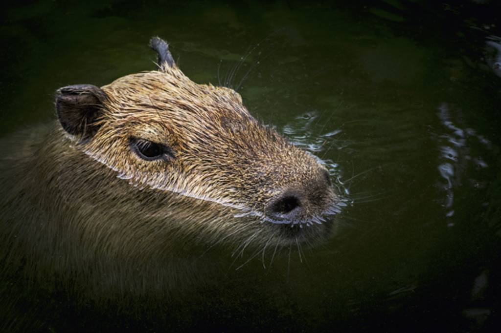 GettyImages-987599834.jpg Meio ambiente - Mortes de capivaras na Lagoa são investigadas