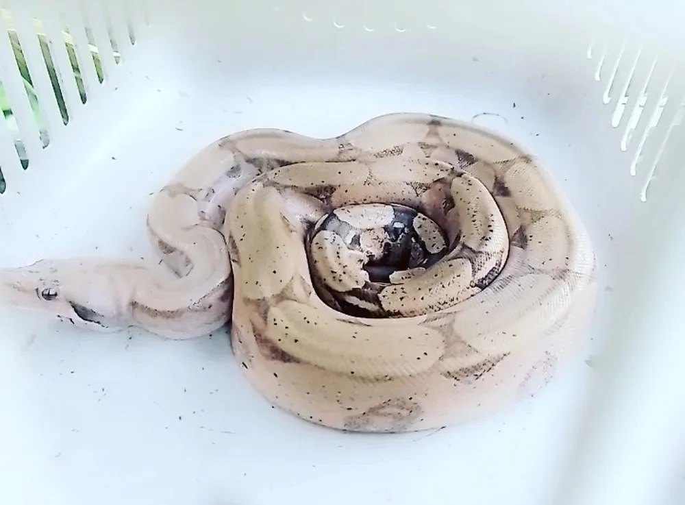 Olha a cobra! Raríssima na natureza, jiboia albina invade casa no Horto