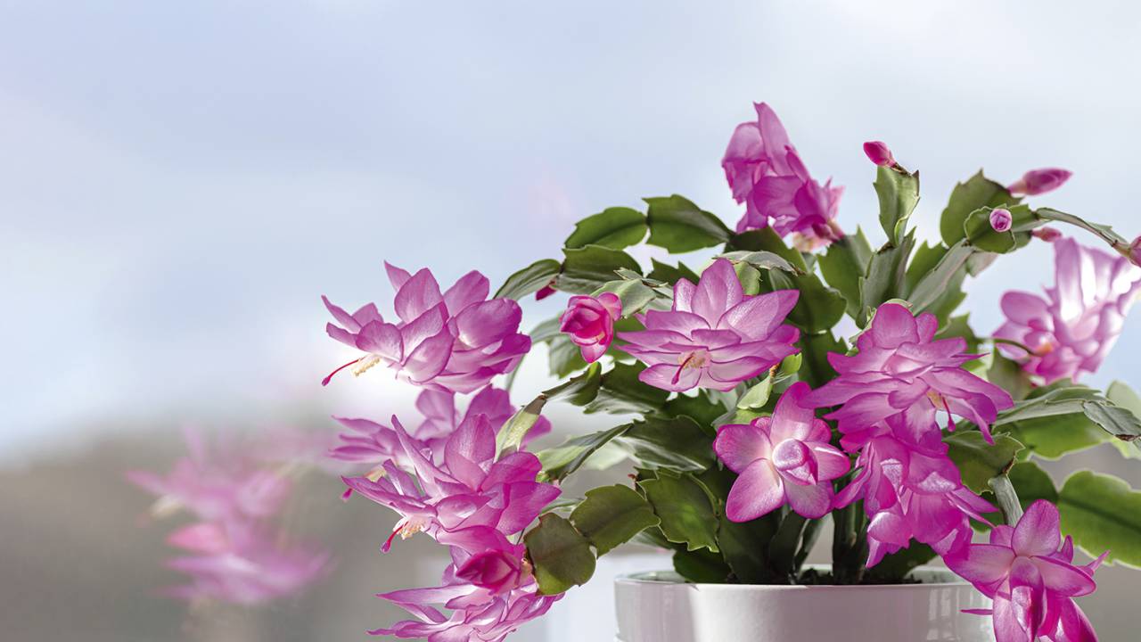 flor-de-maio