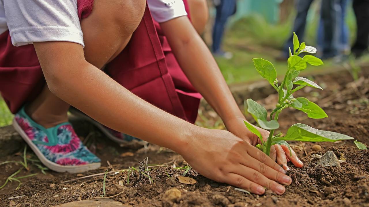 Foto mostra menino plantando muda de planta