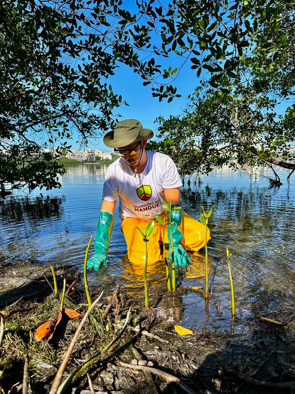 Dia do Meio Ambiente: como será o projeto de recuperação de mangues