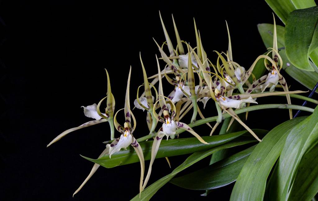 Bela flor: Jardim Botânico promove exposição e palestras sobre orquídeas