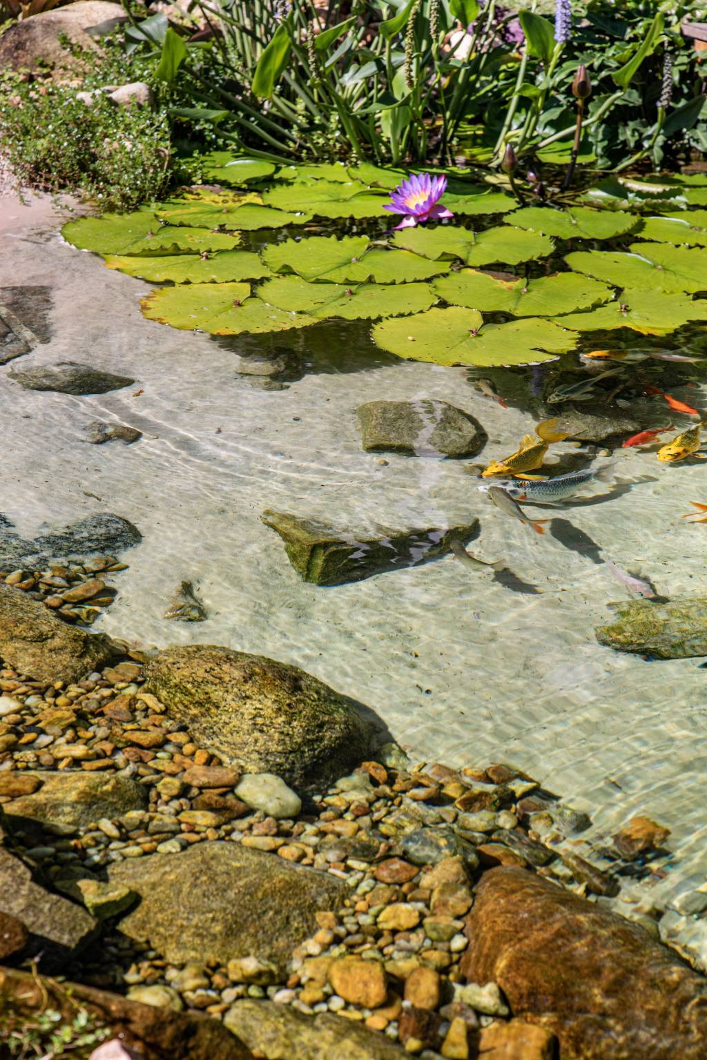 Jardim de 900 m² tem lago com peixes, praia de areia branca e pomar