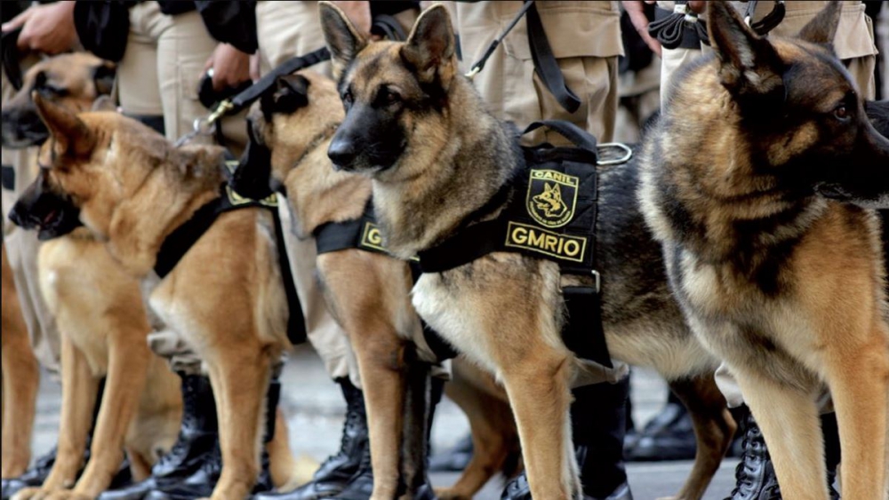 Foto mostra cachorros da guarda municipal uniformizados