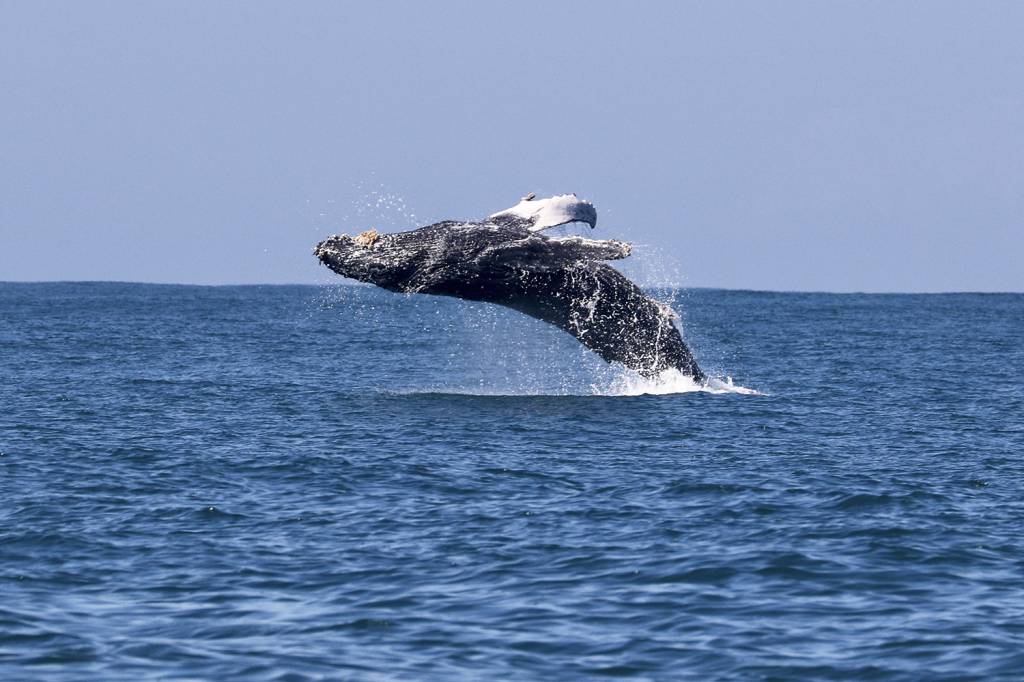 Jubartes chegam alegres a Niterói. Veja vídeo! 