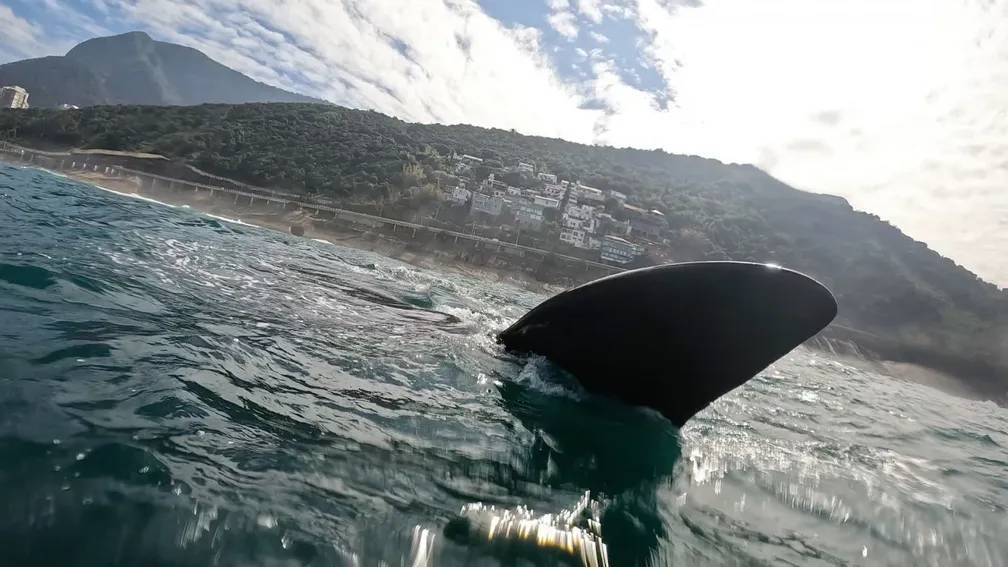 Baleias-francas nadam bem perto de surfistas em São Conrado. Veja vídeo