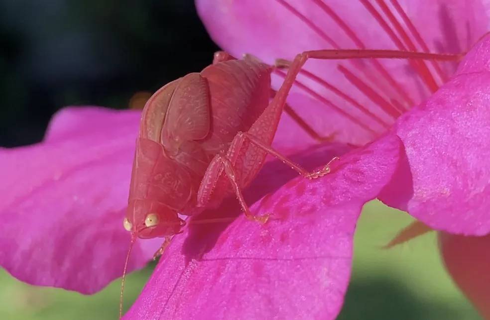 Barbie foi longe demais: raro inseto cor-de-rosa é flagrado em Maricá
