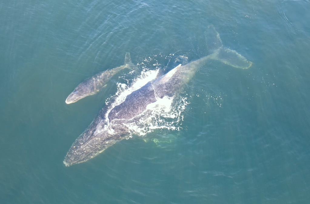 Inverno das baleias: laboratório da Uerj registra filhotes nascidos no Rio