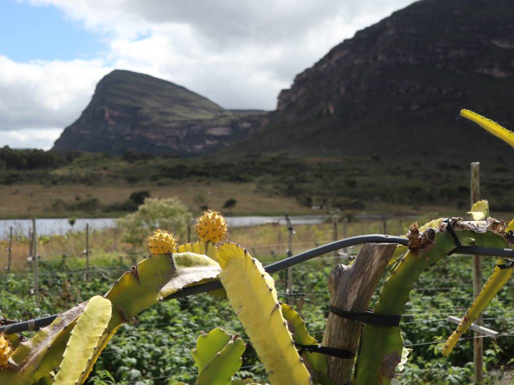IMG_9004 os frutos da Chapada Diamantina: pitaya amarela