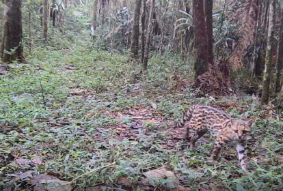 Onça no Parque dos Três Picos , em Friburgo