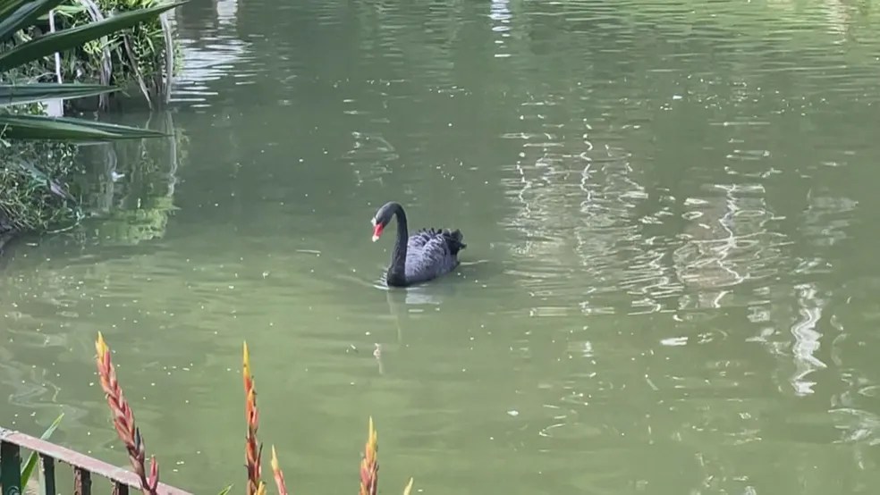 Homem que matou cisne no Parque Guinle vai responder por maus-tratos