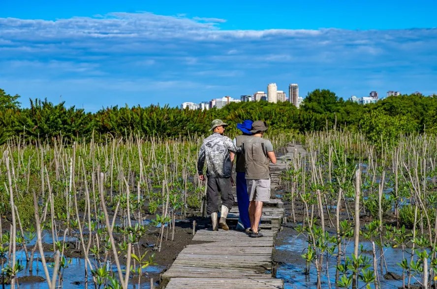 Em processo de recuperação, manguezal da Lagoa do Camorim dobra de tamanho