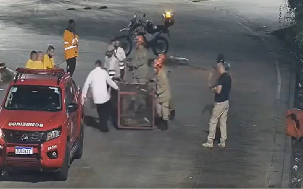 Ia pegar o BRT? Jacaré é capturado em pleno terminal Alvorada. Veja vídeo