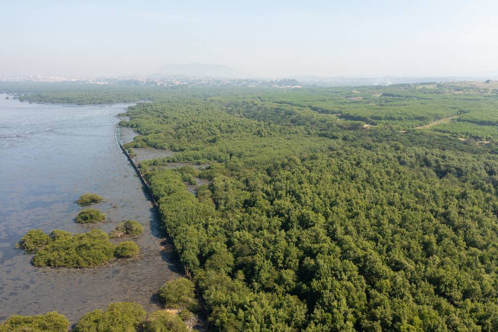 Projeto de Mário Moscatelli recupera 60 hectares de manguezal em Gramacho
