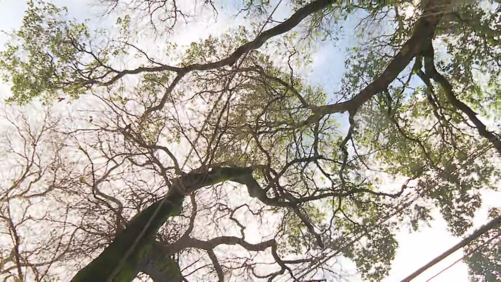 Árvores envenenadas na Tijuca