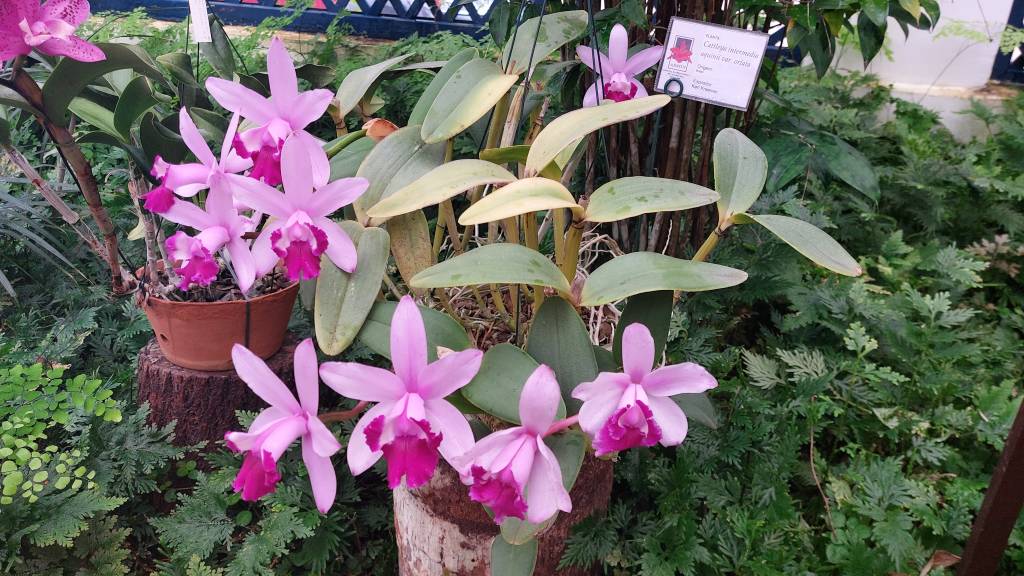 Jardim Botânico promove oficina de cultivo de orquídeas no fim de semana