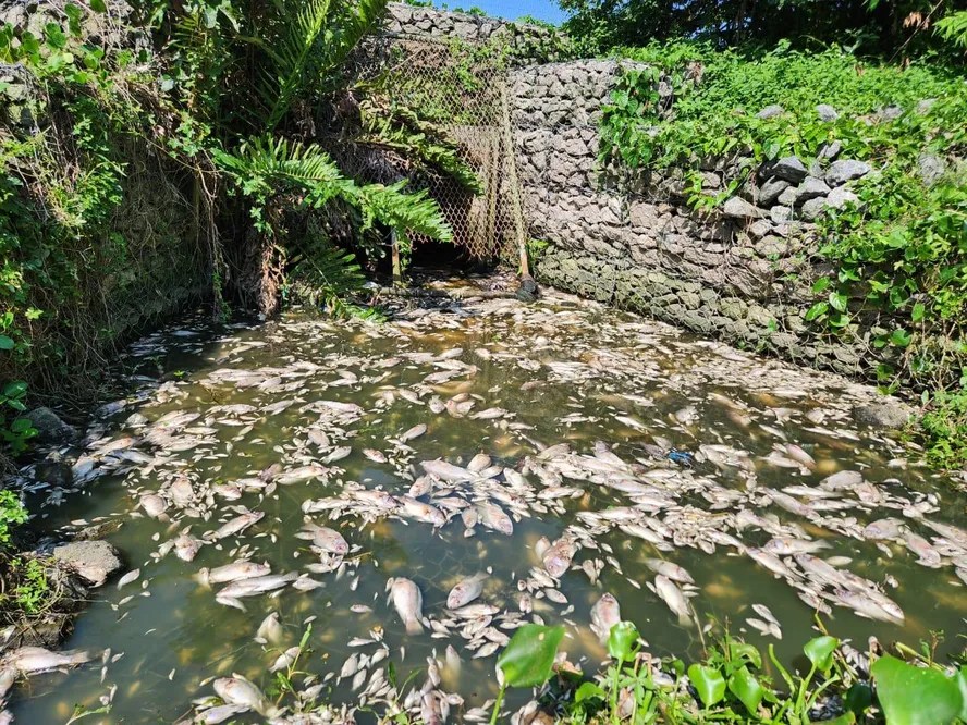 A causa da morte de centenas de peixes em complexo lagunar na Zona Oeste