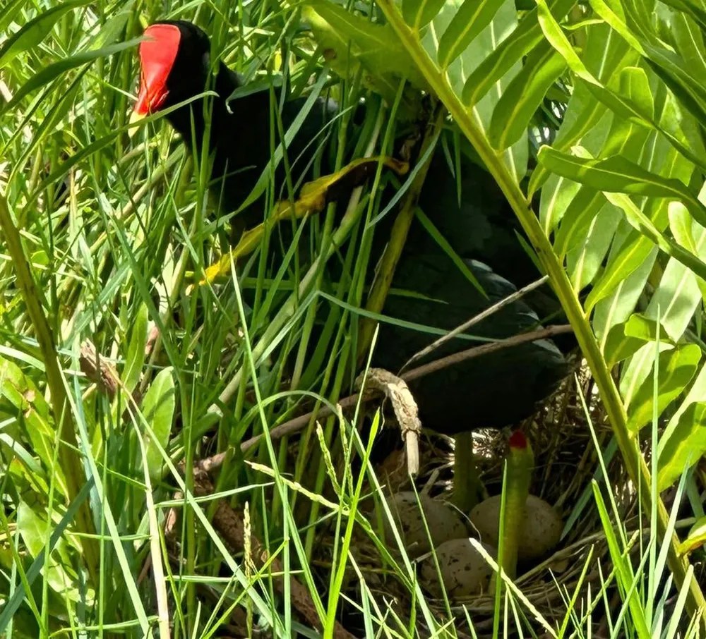 O que significa a volta dos frangos d’água à Lagoa Rodrigo de Freitas