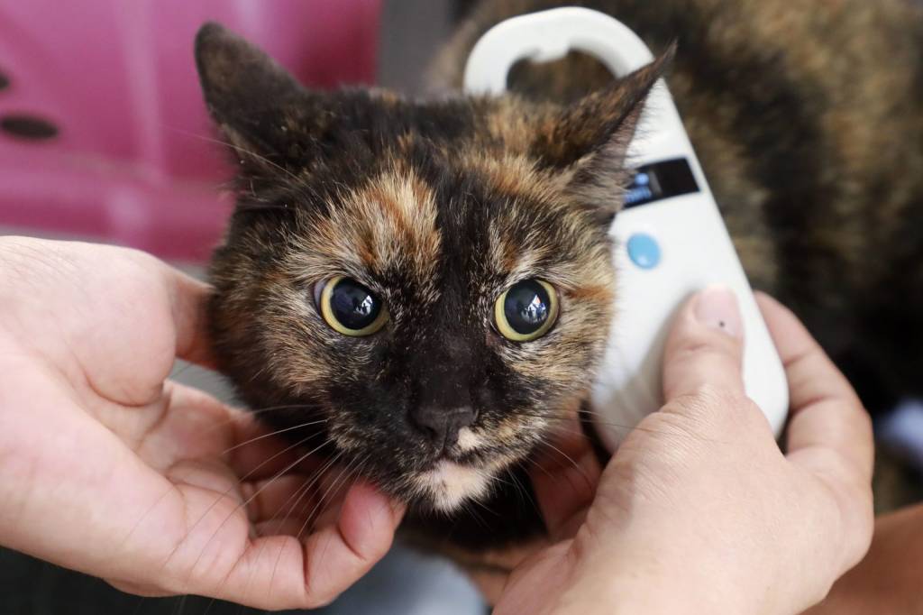 Agora é oficial: lei que obriga microchipagem de animais é regulamentada