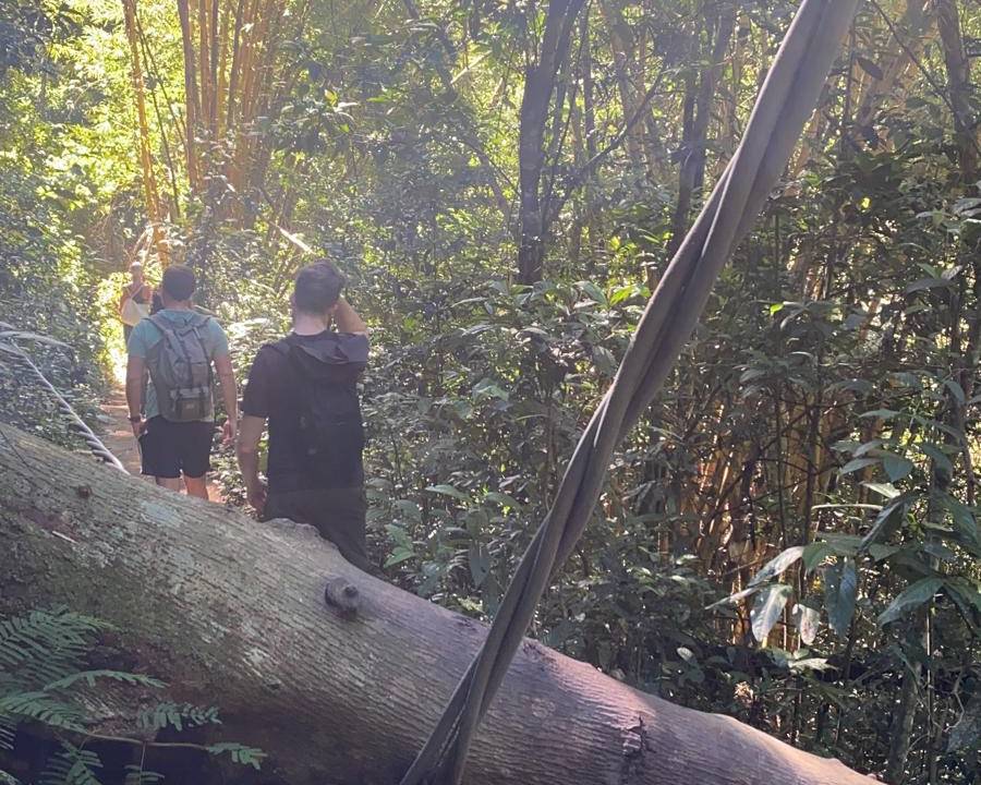 Arvore derruba fios de luz na ilha Grande